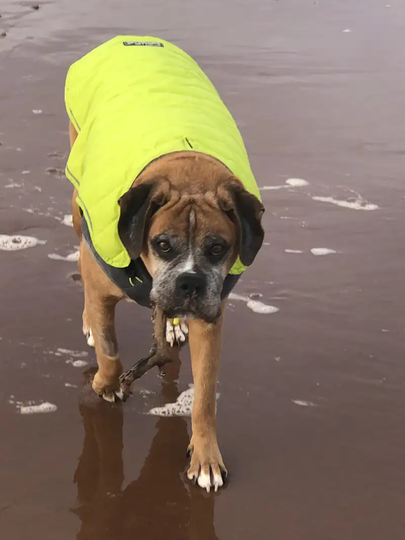 A boxer in a bright yellow coat standing on a red-sand beach