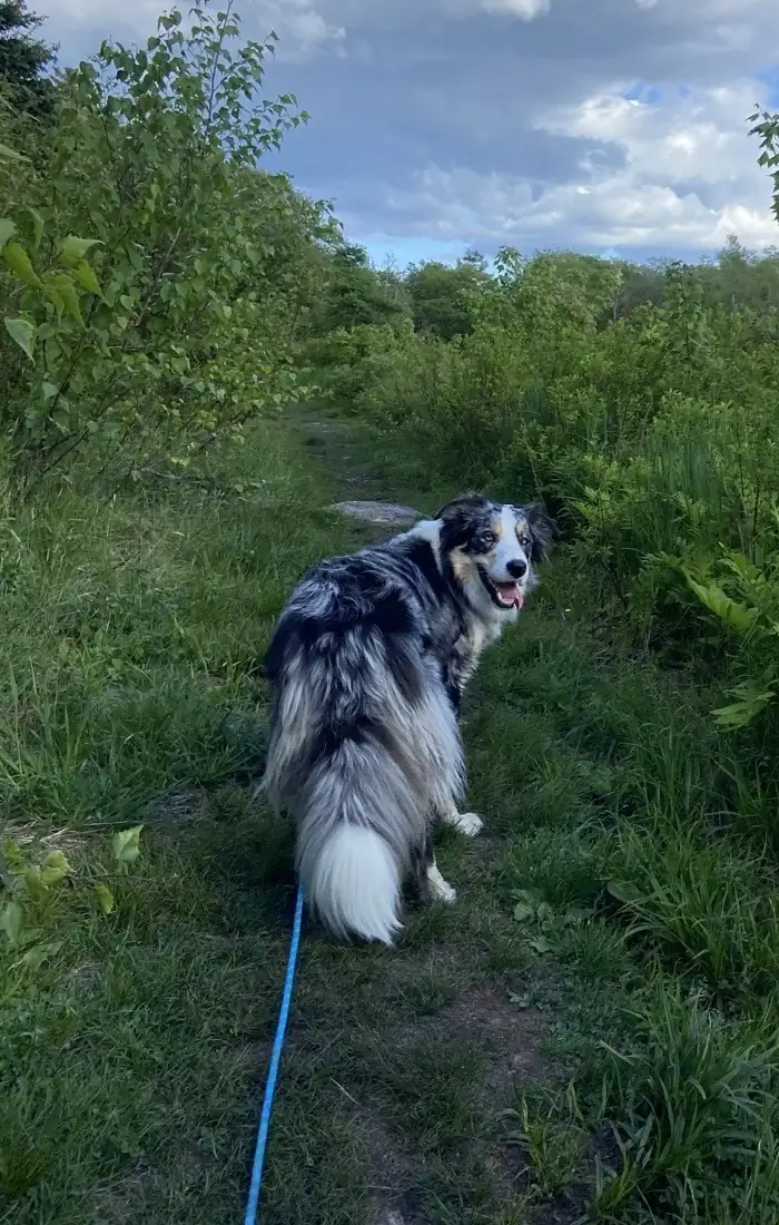 An Australian shepherd on a leash on a lush green trail