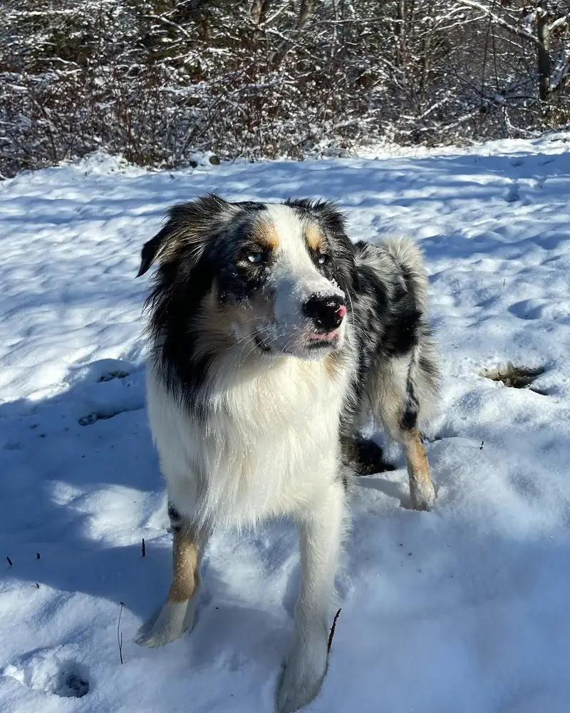 An Australian shepherd standing in the snow on a sunny day, looking just past the camera