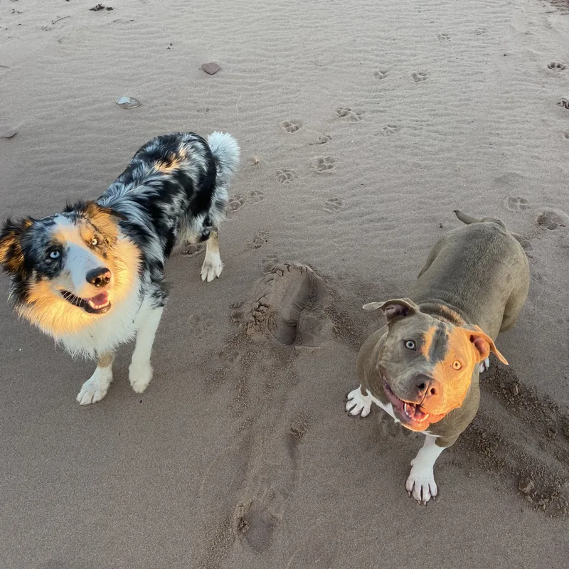 An Australian shepherd and a grinning pit bull mix on a red-sand PEI beach, looking up at the camera