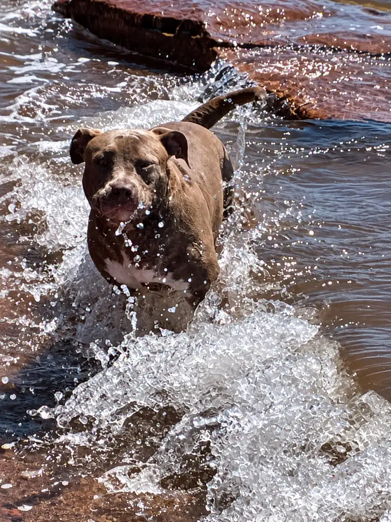 A pit bull splashing through the water along the shore