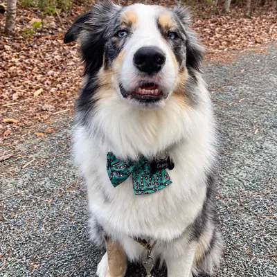 An Australian shepherd in a green bow tie sitting on a wooded trail