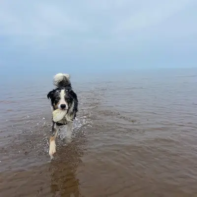 An Australian shepherd trotting through shallow water with a ball