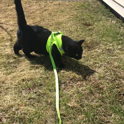 A black cat in a green harness exploring the grass on a leash