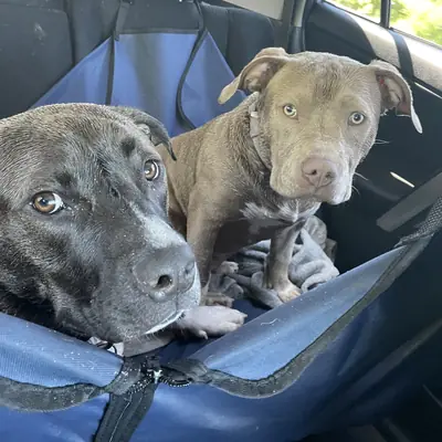 Two dogs side by side in the back seat on the way to an adventure