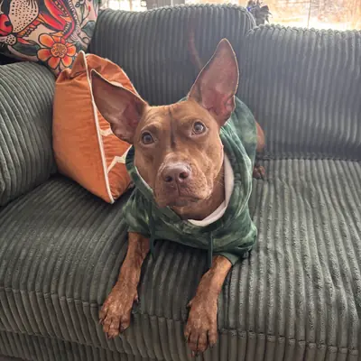 A dog in a green hoodie relaxing on the couch at home