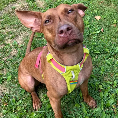A brown dog in a bright harness sitting on the grass, looking up at the camera