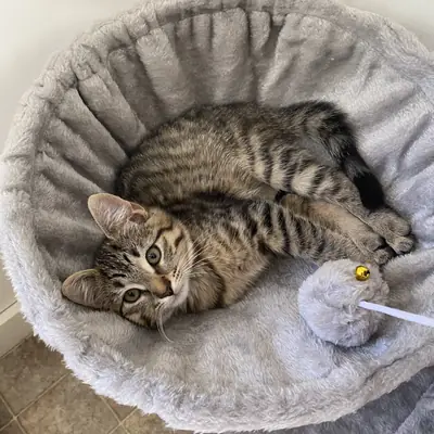 A tabby kitten curled up in a round cat bed with a toy