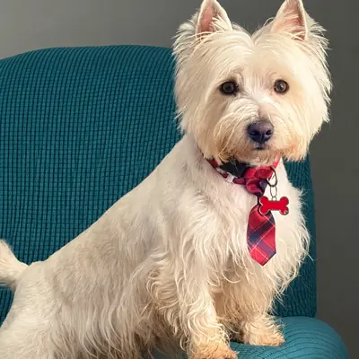 A West Highland terrier in a plaid tie sitting on a teal chair