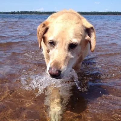 A yellow Labrador wading through the water on a sunny day