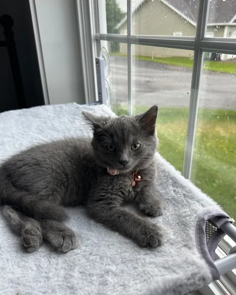 Bella, a grey cat with a pink collar, lounging on her window perch