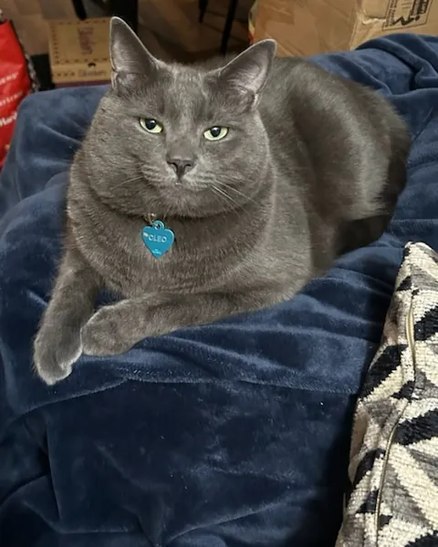 Cleo, a grey cat with a blue name tag, lying on a blue blanket