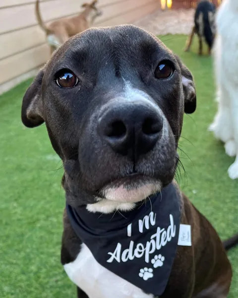 Frankie as a young rescue pup in his black I'm Adopted bandana