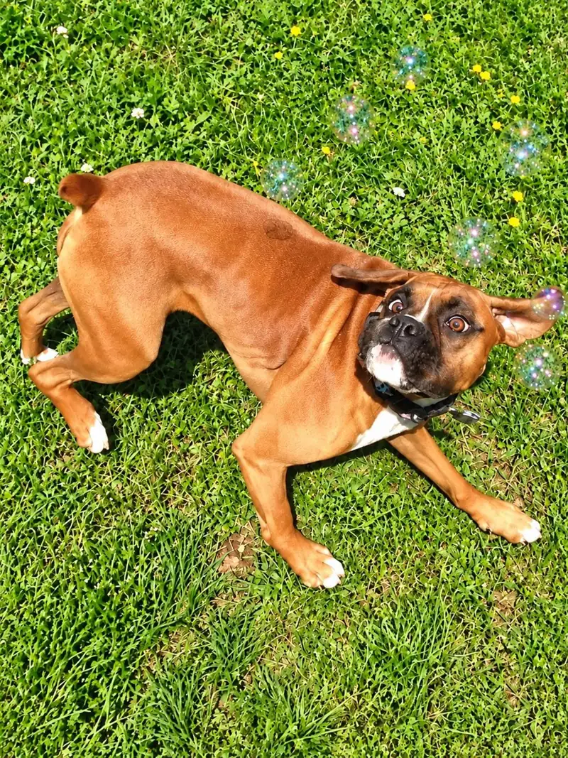 A boxer rolling happily on the grass among soap bubbles